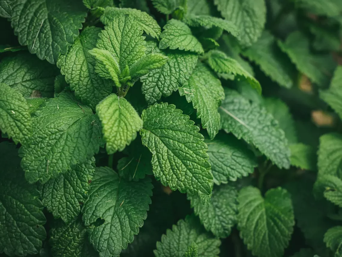 Mélisse  La douceur citronnée qui apaise du printemps à lautomne