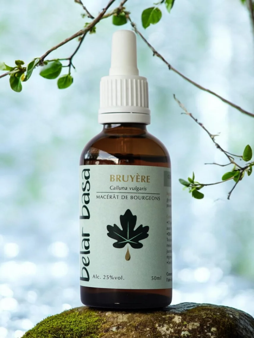 Bruy&egrave;re Calluna vulgaris � Gemmoth&eacute;rapie 1D Bio � Drainage urinaire doux