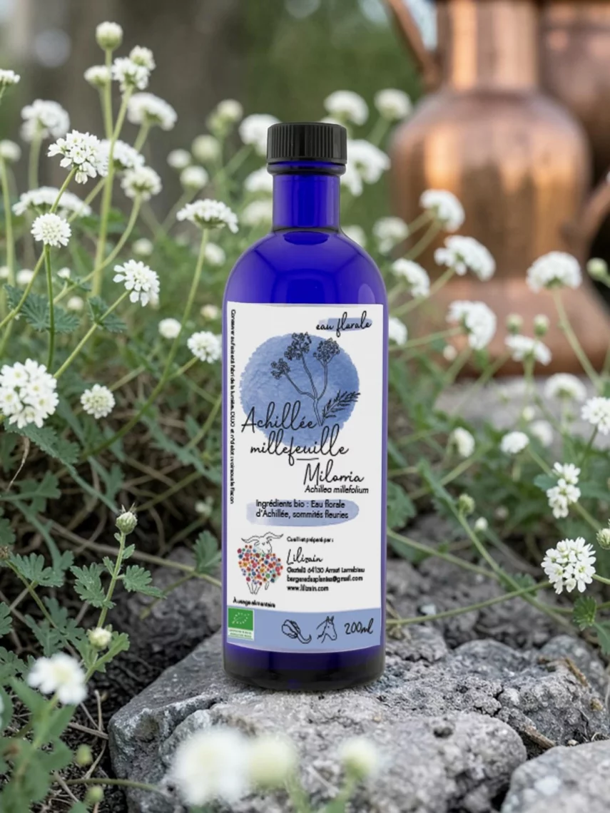 Hydrolat Achill&eacute;e millefeuille Bio Lilizain Pays basque � Digestif, cicatrisant et f&eacute;minin 200 ml