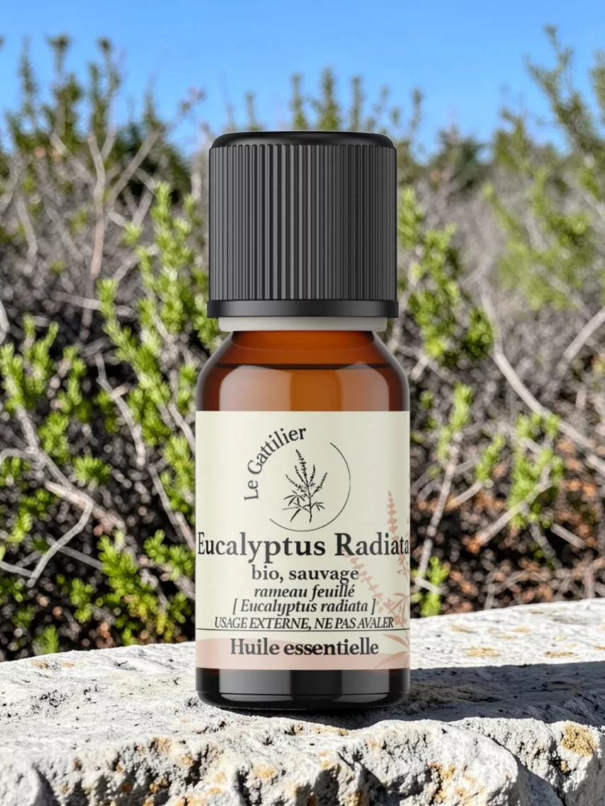 Huile essentielle d�eucalyptus radiata bio, respiration et d&eacute;fenses naturelles en hiver, Afrique du Sud 5 ml