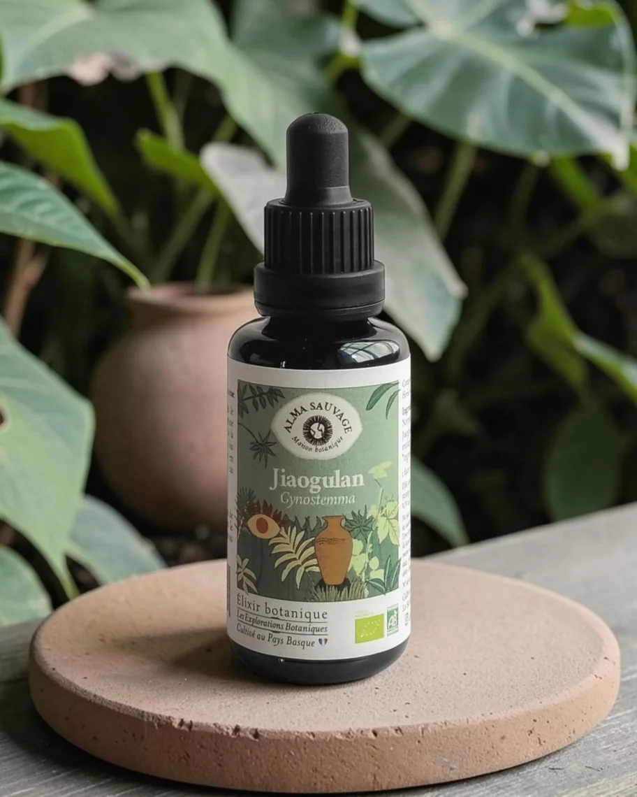 Jiaogulan bio du Pays Basque, gynostemma en extrait pur, &eacute;nergie et endurance, Alma Sauvage 30 ml
