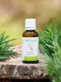 Macérat de jeunes pousses bio de Romarin (Rosmarinus officinalis) sans alcool  Détoxifiant hépatique et équilibrant nerveux