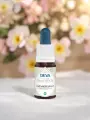 Élixir floral de Bach  Chèvrefeuille  Présence & détachement  Bio  DEVA