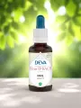 Élixir floral de Bach  Orme  Responsabilité & équilibre intérieur  Bio  DEVA