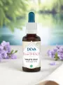 Élixir floral de Bach  Violette deau  Ouverture relationnelle & humilité  Bio  DEVA