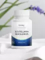 Scutellaria baicalensis pure  85% baicaline  Équilibre immunitaire  Dynveo