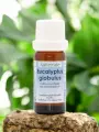 Huile essentielle Eucalyptus globulus Bio 10mL  respiratoire puissant  Astérale