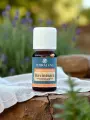 Huile essentielle Ravintsara Bio 10 ou 30mL  immunité & infections virales