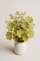 Alchémille sommités fleuries Bio  plante astringente gynécologique 50g
