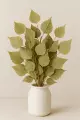 Bouleau feuilles Bio  plante drainante et détoxifiante 50g