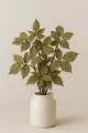 Feuilles de framboisier Bio  plante tonique utérine et douceur féminine 50g