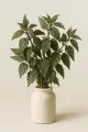 Ortie feuilles Bio  plante drainante reminéralisante 50g