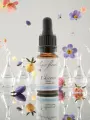 Fleur de Bach Chicor&eacute;e Chicory &Eacute;lixir floral Bio D&eacute;tachement et Amour d&eacute;sint&eacute;ress&eacute;