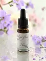 Fleur de Bach Noyer Walnut &Eacute;lixir floral Bio Transition et Protection