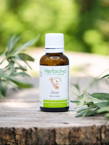 Macérat de bourgeons bio d'Olivier (Olea europaea) sans alcool  Soutien cardiovasculaire et cognitif