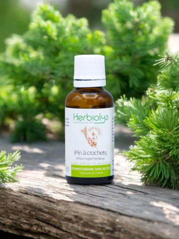 Macérat sans alcool de bourgeons bio de Pin à crochets (Pinus uncinata)  Soutien articulaire et reminéralisation