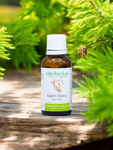 Macérat sans alcool de bourgeons bio de Sapin blanc (Abies alba)  Soutien osseux et croissance