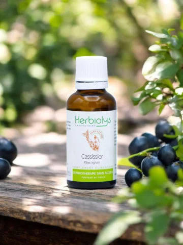Macérat de bourgeons bio de Cassissier (Ribes nigrum) sans alcool  Vitalité et confort articulaire