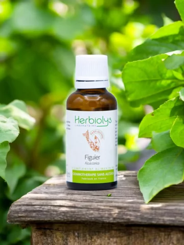 Macérat de bourgeons bio de Figuier (Ficus carica) sans alcool  Équilibre nerveux et confort digestif