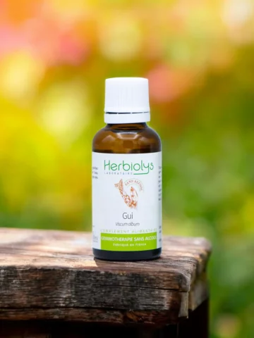 Macérat sans alcool de jeunes pousses bio de Gui (Viscum album)  Équilibre cardiovasculaire et immunitaire