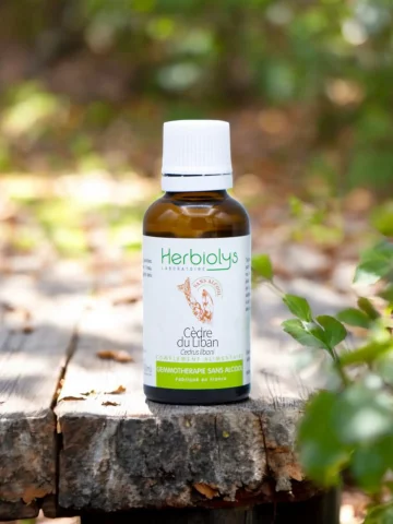 Macérat sans alcool de bourgeons bio de Cèdre du Liban (Cedrus libani)  Santé cutanée et confort respiratoire