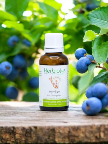 Macérat sans alcool de jeunes pousses bio de Myrtillier (Vaccinium myrtillus)  Soutien de la vision et équilibre glycémique