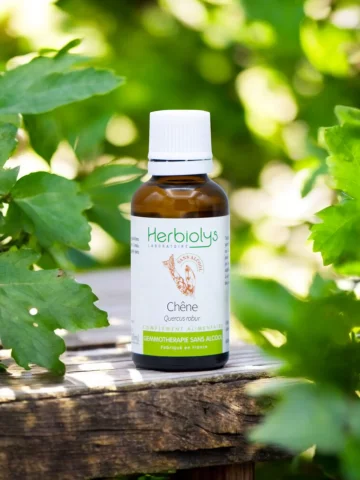 Macérat sans alcool de bourgeons bio de Chêne (Quercus robur)  Vitalité et tonus