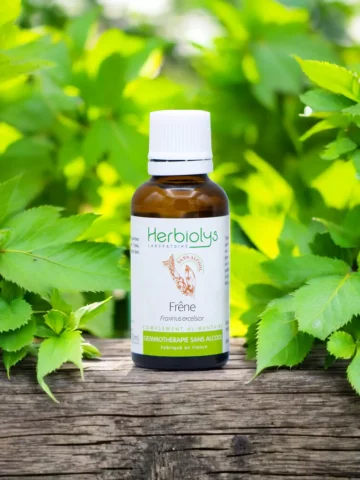 Macérat sans alcool de bourgeons bio de Frêne (Fraxinus excelsior)  Détoxifiant et soutien articulaire