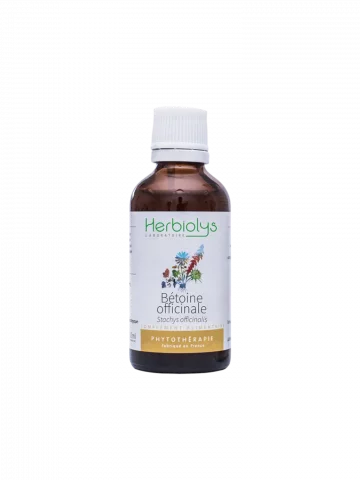 Bétoine Officinale Bio  Extrait de Plante Fraîche  Soutien Digestif et Nerveux