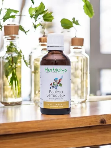 Bouleau Verruqueux Bio  Extrait de Plante Fraîche  Soutien Rénal et Articulaire