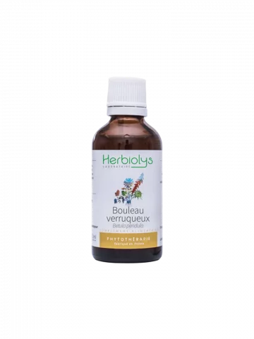 Bouleau Verruqueux Bio  Extrait de Plante Fraîche  Soutien Rénal et Articulaire