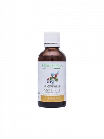 Alchémille Commune Bio  Extrait de Plante Fraîche  Équilibre Féminin et Confort Digestif