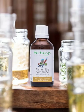 Alchémille Commune Bio  Extrait de Plante Fraîche  Équilibre Féminin et Confort Digestif