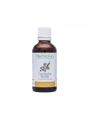 Coriandre Bio  Extrait de Feuilles Fraîches  Détoxification et Digestion