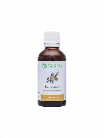 Échinacée Bio  Extrait de Plante Fraîche  Stimulation des Défenses Immunitaires