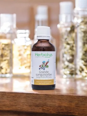 Grande Sanguisorbe Bio  Extrait de Plante Fraîche  Sphère Digestive et Féminine