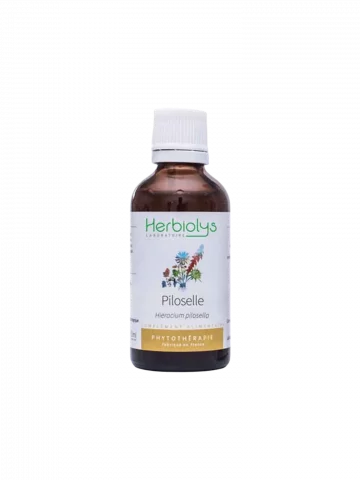 Piloselle Bio  Extrait de Plante Fraîche  Drainage Rénal et Rétention dEau