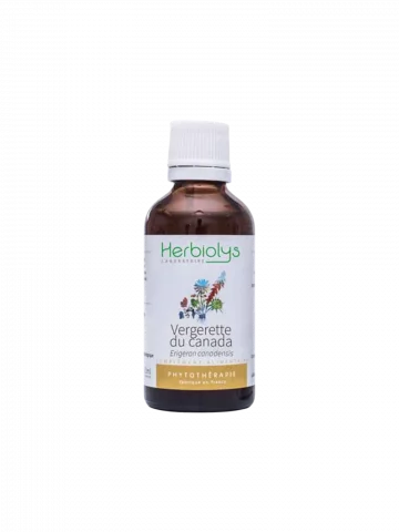 Vergerette du Canada Bio  Extrait de Plante Fraîche  Voies Urinaires et Drainage