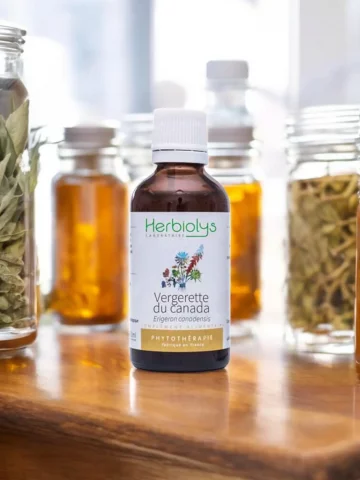 Vergerette du Canada Bio  Extrait de Plante Fraîche  Voies Urinaires et Drainage