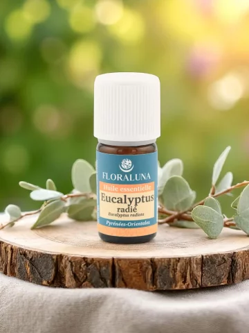 Huile essentielle Eucalyptus radié Bio 5 ou 10mL  voies respiratoires & immunité
