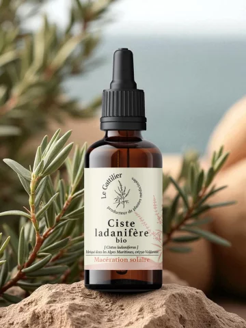 Macérât solaire Ciste ladanifère Bio & Demeter France  Réparateur et anti-âge