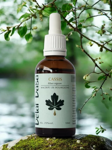 Cassis Ribes nigrum � Gemmoth&eacute;rapie 1D Bio � Inflammations & Tonus