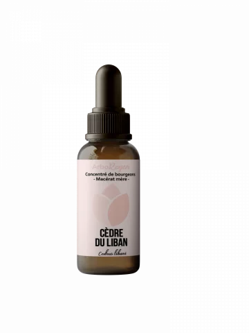C&egrave;dre du Liban mac&eacute;rat m&egrave;re Bio respiration apaisement et terrain allergique