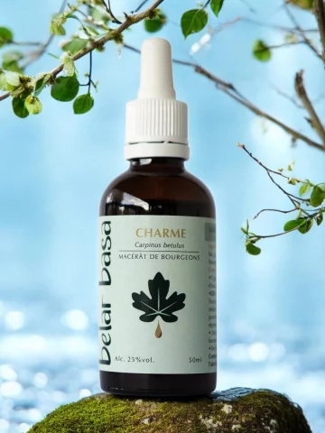 Charme Carpinus betulus � Gemmoth&eacute;rapie 1D Bio � Sph&egrave;re ORL & Allergies
