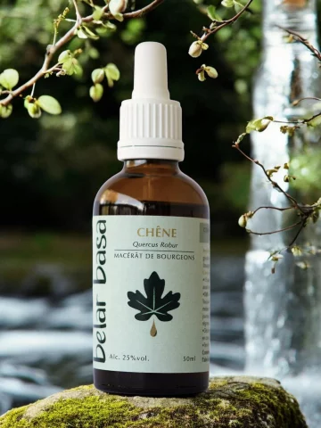 Ch&ecirc;ne Quercus robur � Gemmoth&eacute;rapie 1D Bio � Tonus & Vitalit&eacute; hormonale