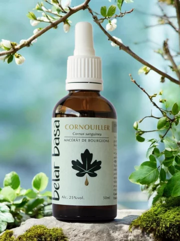Cornouiller Cornus sanguinea � Gemmoth&eacute;rapie 1D Bio � Circulation & M&eacute;nopause