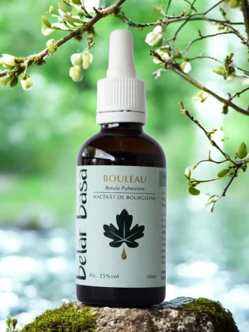 Bouleau Betula pubescens � Gemmoth&eacute;rapie 1D Bio � Drainage & Vitalit&eacute;