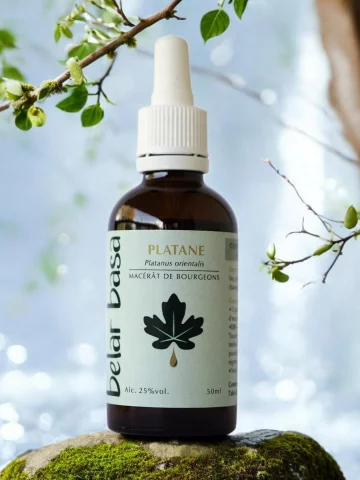 Platane Platanus orientalis � Gemmoth&eacute;rapie 1D Bio � Peau & renouvellement cellulaire