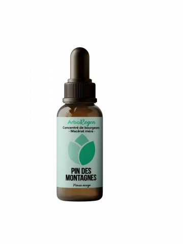 Pin des montagnes mac&eacute;rat m&egrave;re Bio respiration fatigue et &eacute;nergie