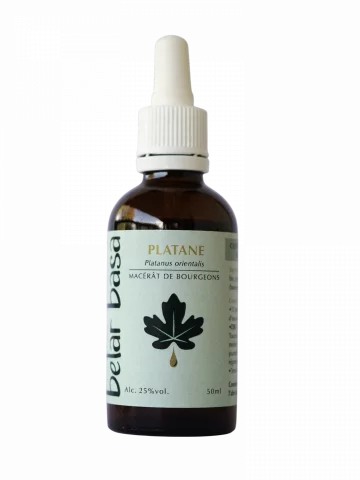 Platane Platanus orientalis � Gemmoth&eacute;rapie 1D Bio � Peau & renouvellement cellulaire
